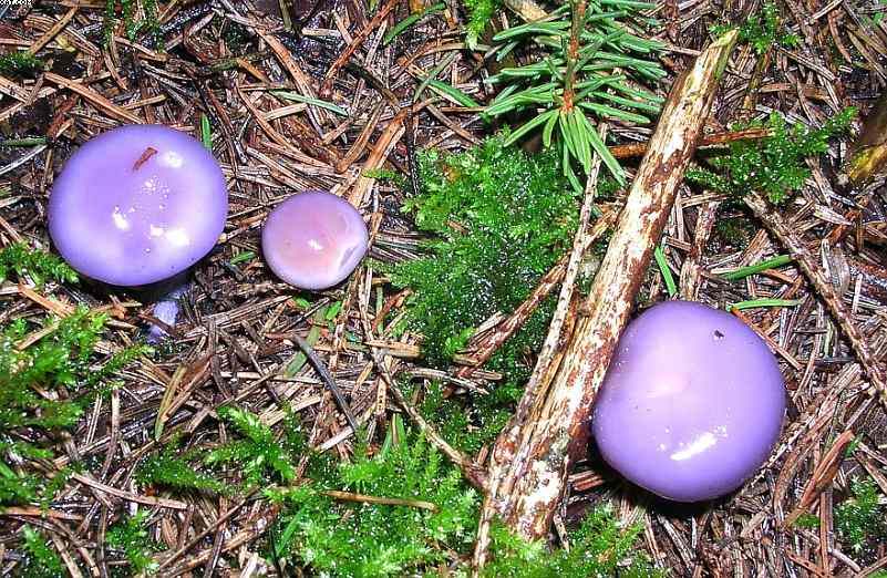 Oltingue  ( FRA )    24. Aprile 2005